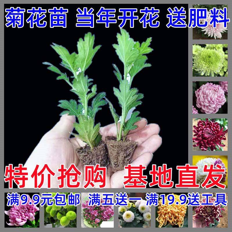 鲜花苗绿植菊花苗四季菊花翠菊