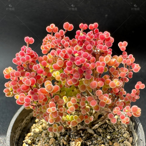 叶植庭【蜜橘糖球】【金桔】【冰晶】支杆番杏一物一拍昆明发货