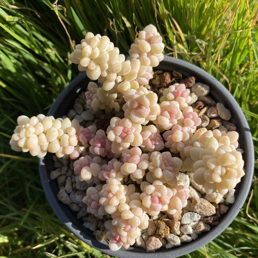 叶植庭多肉【品种名：翡翠珊瑚】不是玉坠 整桩一体一物一拍昆明