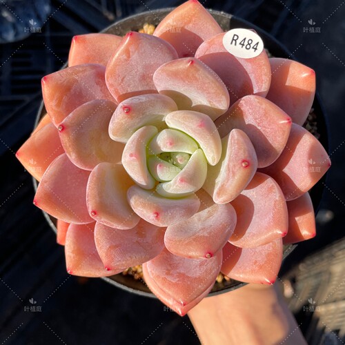 叶植庭多肉【奥橙】 一物一拍 昆明发货