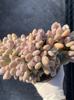 叶植庭多肉【胖美人缀化】一物一拍 昆明发货