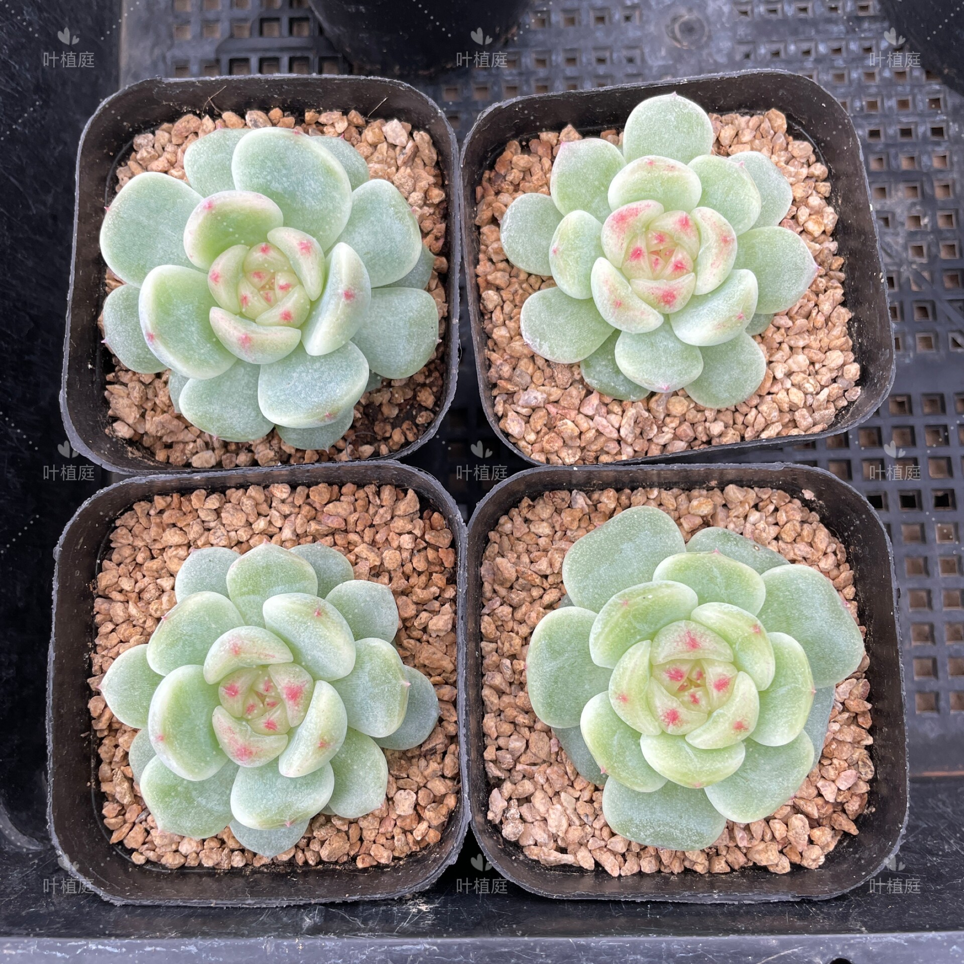 叶植庭多肉【蜜糖-小橙子甜心】糖心和珍妮系列 一物一拍