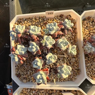 叶植庭多肉【品种名：白菊】 一物一拍昆明发货