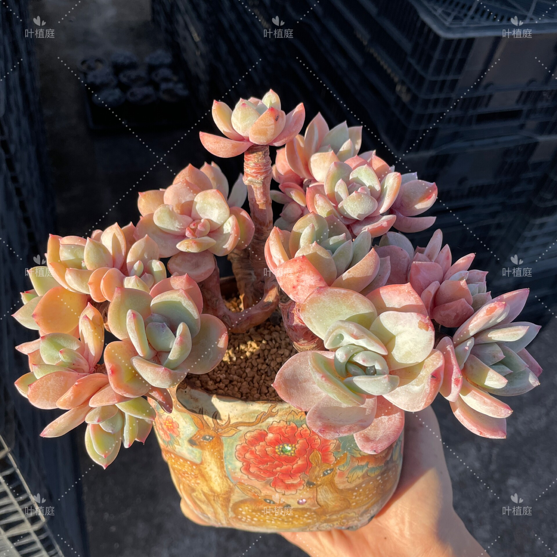 叶植庭【精品-3号台】精品一物一拍时间成本状态好捡漏 各种品种 - 实物图