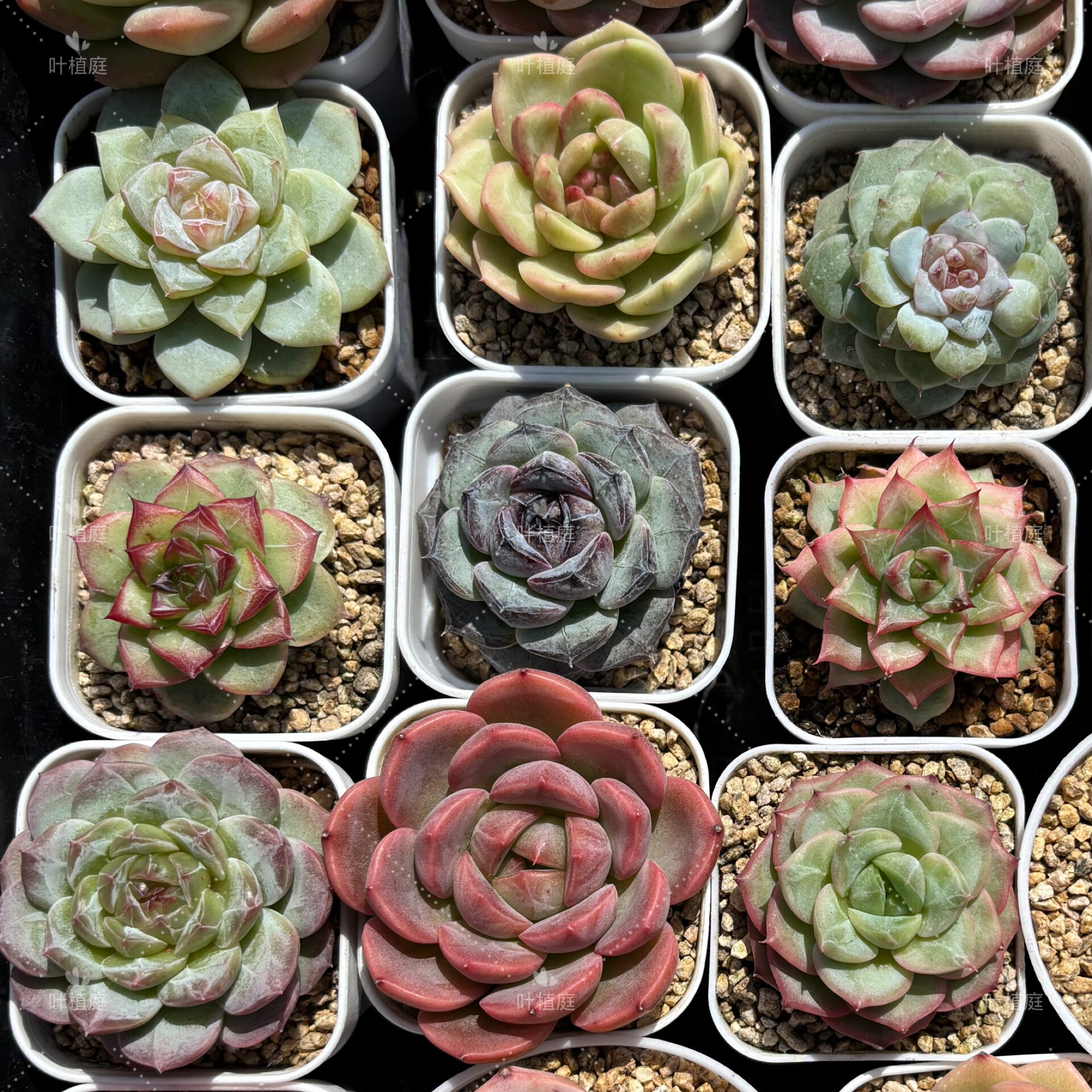 叶植庭多肉实生播种【杂交未命名】万里挑一海选选手新品一物一拍