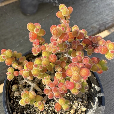 叶植庭【金桔糖球】支杆番杏一物一拍昆明发货