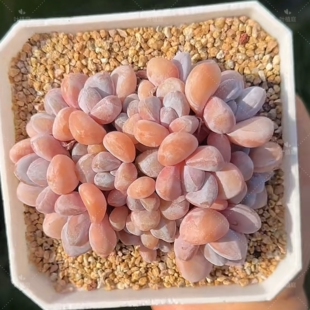 叶植庭【品种名：粉兔缀化】耐热好养 一物一拍昆明发货