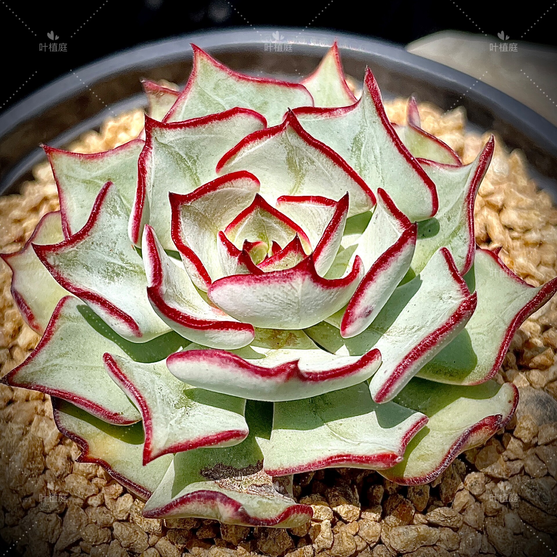 叶植庭多肉【剑司诺娃】原始种系列 一物一拍 昆明发货图片