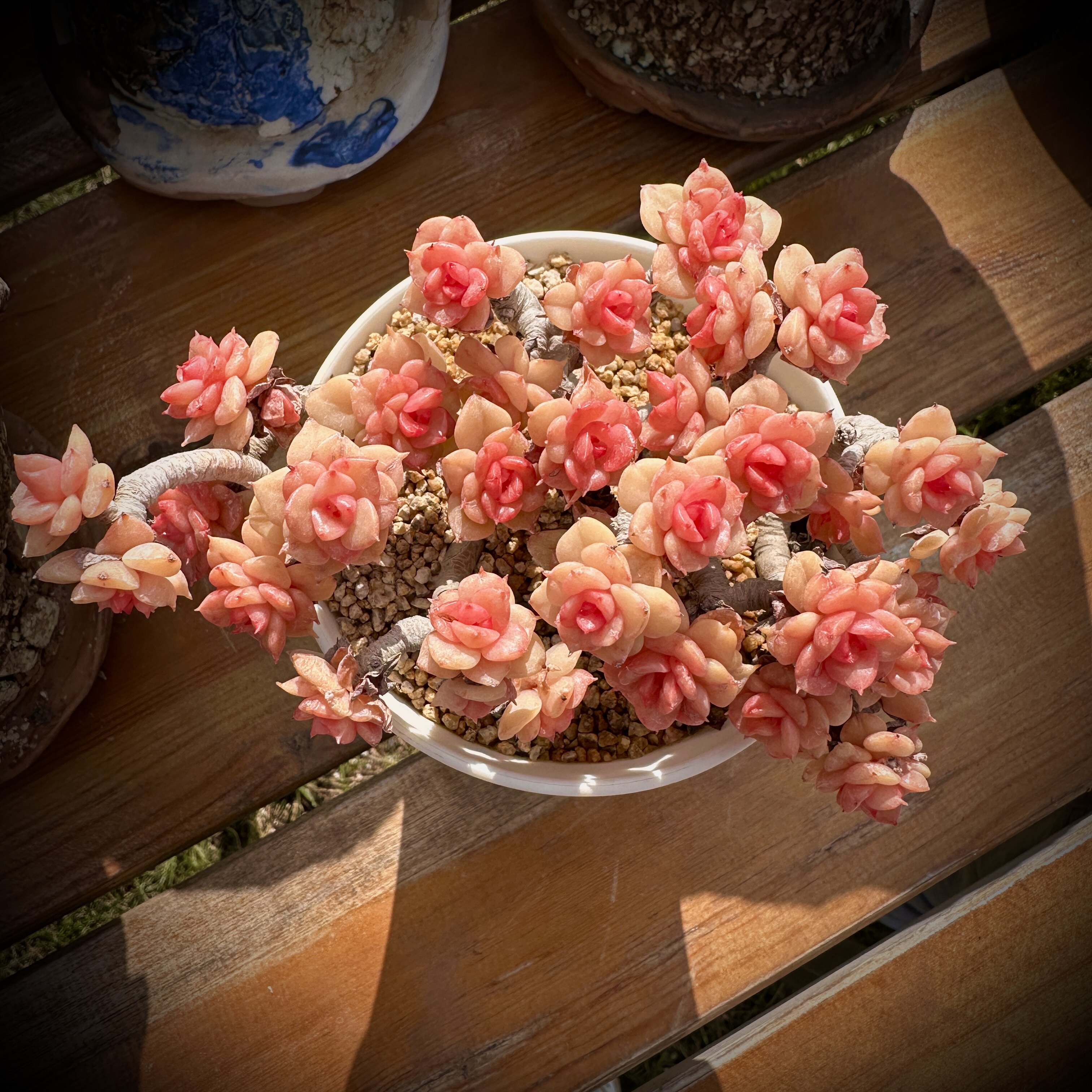 叶植庭多肉【品种名:蜡牡丹】 一物一拍昆明发货