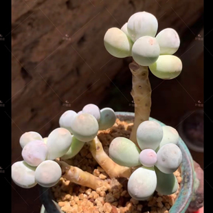 叶植庭【品种名：米可奶/米糕奶】美人系奶酪系一物一拍昆明发货