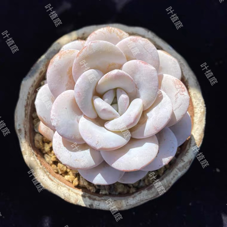 叶植庭多肉【圆叶雪莲】优选宽叶厚粉一物一拍昆明