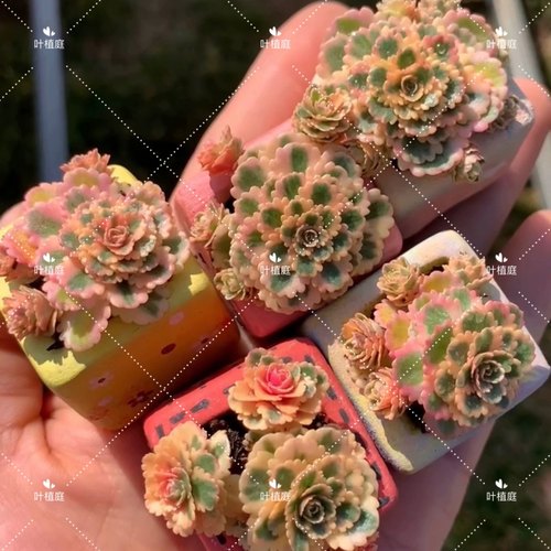 叶植庭多肉【品种名：亚特兰蒂斯】一物一拍昆明