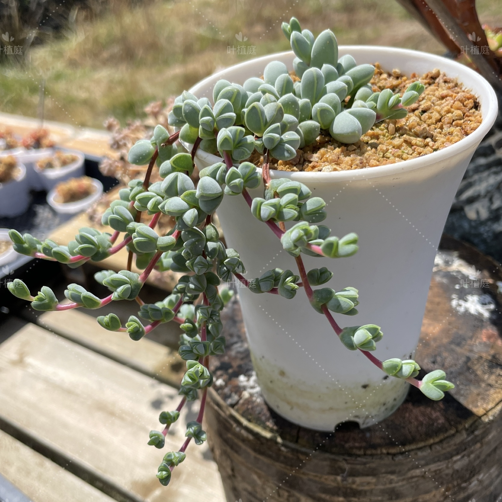 叶植庭多肉【品种名：碧玉莲】整桩一体 一个根 一物一拍昆明发货