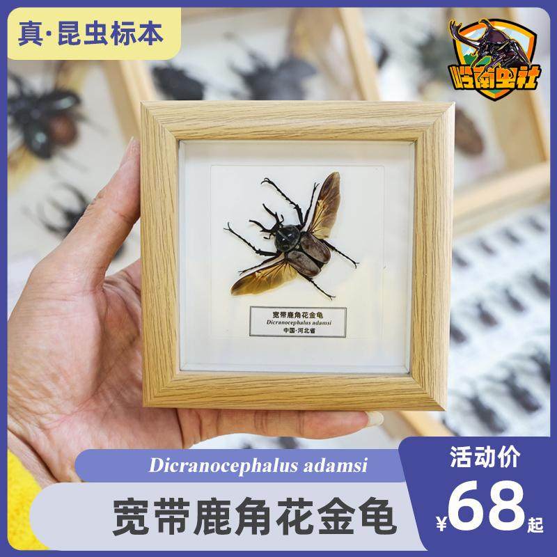 宽带鹿角花金龟昆虫标本展示框桌面摆件玻璃面板儿童节创意礼物