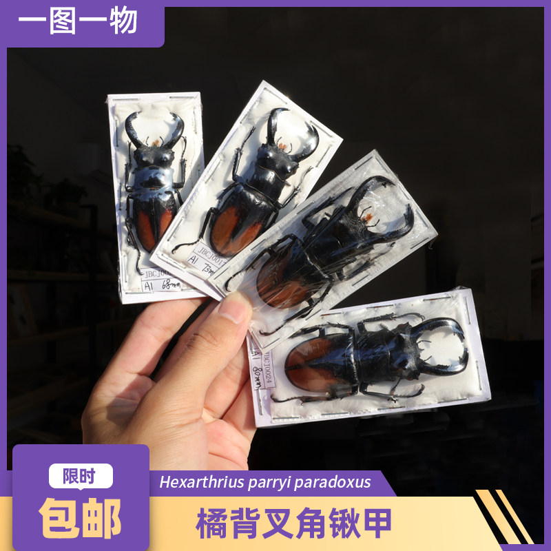 岭南虫社橘背叉角昆虫标本