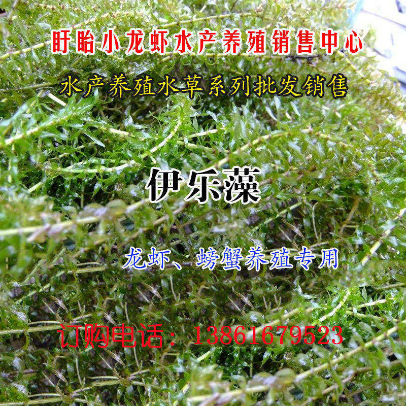 龙虾螃蟹养殖专用水草伊乐藻30斤淮安盱眙小龙虾养殖基地运费另算