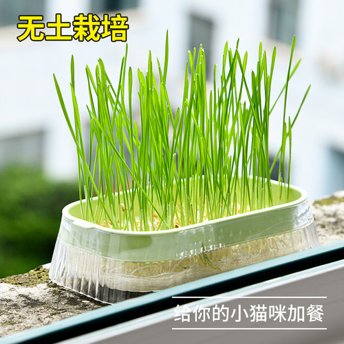 豆芽发芽盆水培育苗盘托盘