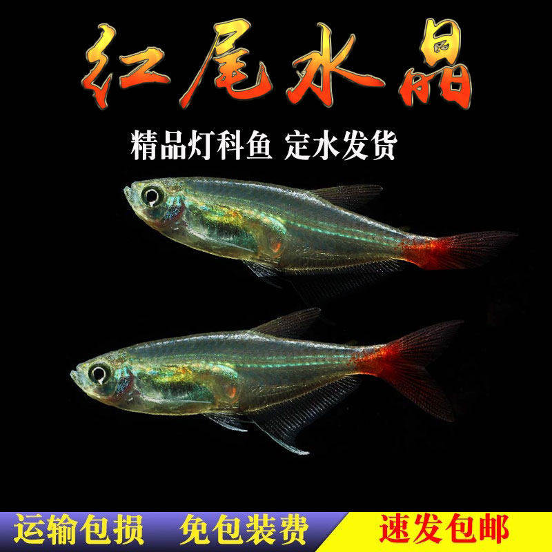 红尾水晶鱼活体小型透明鱼淡水群游草缸鱼热带鱼观赏鱼渔场直发