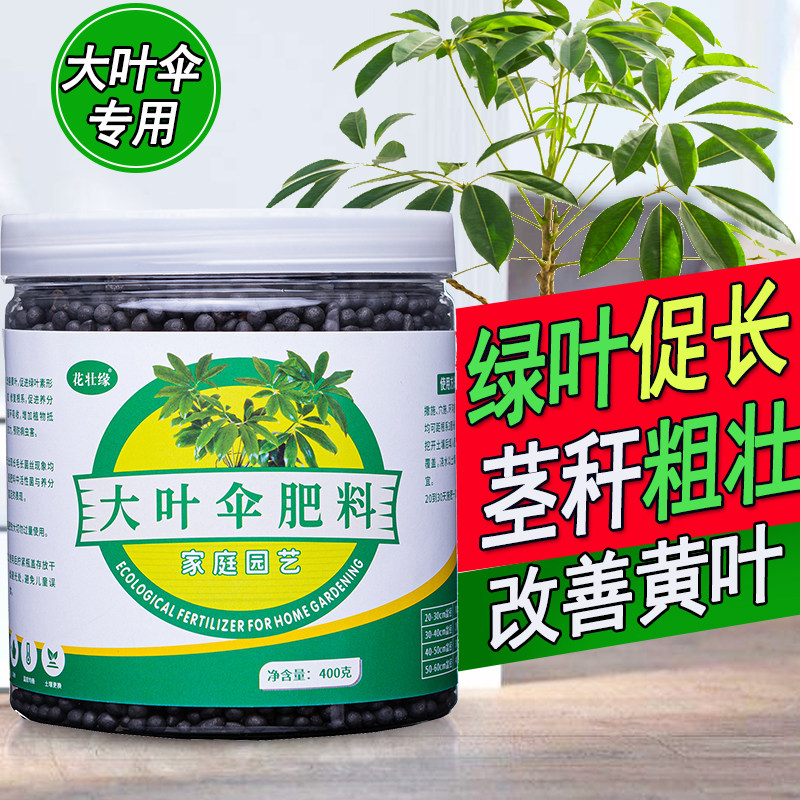 大叶伞专用肥保罗昆石兰遮树肥料伞树营养液昆士兰伞木有机肥辐叶