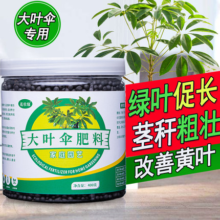 大叶伞专用肥保罗昆石兰遮树肥料伞树营养液昆士兰伞木有机肥辐叶