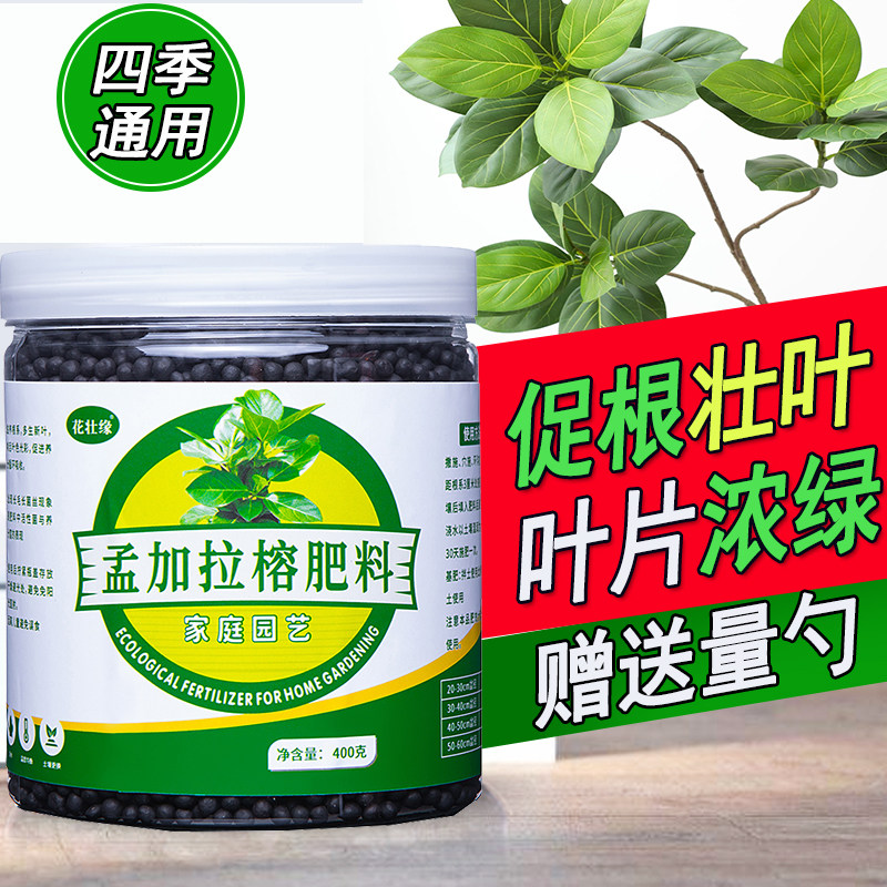 孟加拉榕专用肥料专用型营养液室内大叶飘枝大型盆栽树苗绿植肥料