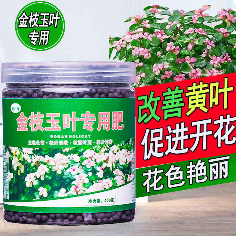 金枝玉叶专用肥促开花助长绿叶图片