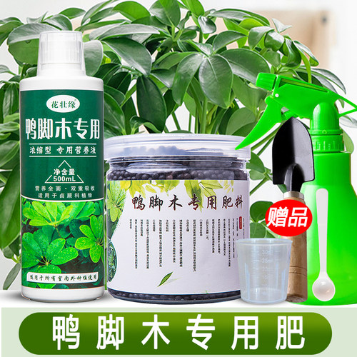 鸭脚木肥料促进生长防止烂根