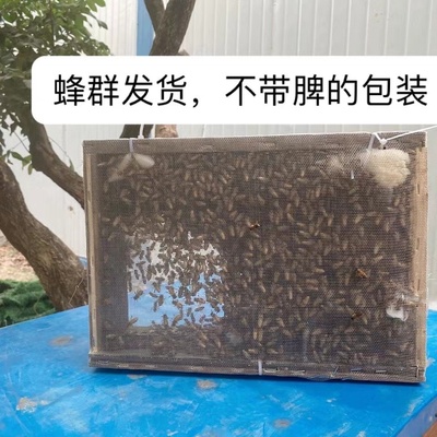 阿坝中蜂中华土蜂笼蜂出售包邮