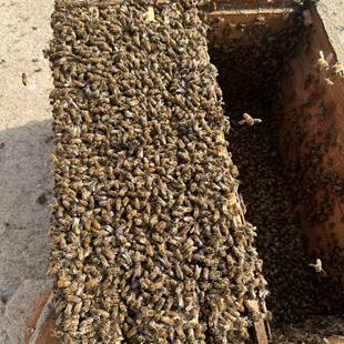 中蜂蜂群带王蜜蜂活体养殖带子脾阿坝中蜂带蜂箱中华土蜂出售笼蜂