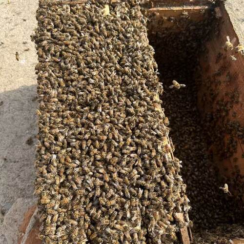 中蜂蜂群带王蜜蜂活体养殖带子脾阿坝中蜂带蜂箱中华土蜂出售笼蜂