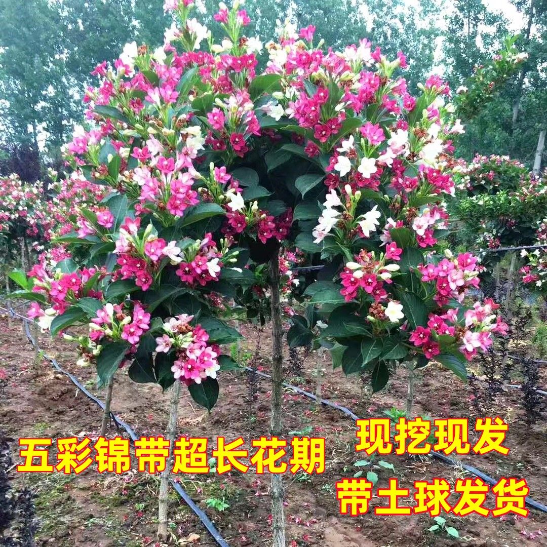 五彩锦带树苗盆栽别墅南北庭院风景树园林绿化红王子锦带耐寒花卉