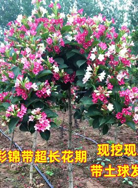 五彩锦带树苗盆栽别墅南北庭院风景树园林绿化红王子锦带耐寒花卉
