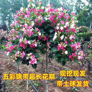五彩锦带树苗盆栽别墅南北庭院风景树园林绿化红王子锦带耐寒花卉