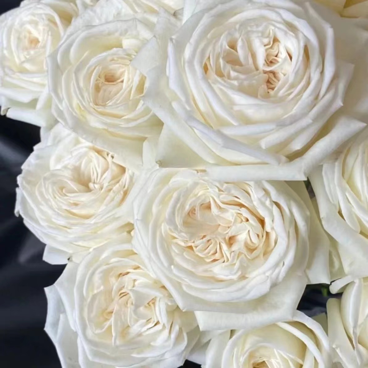 浓香珍妮莫罗月季花苗四季开特大花庭院阳台花卉植物易活玫瑰盆栽