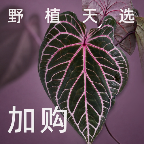 纵野 / 加购链接 天南星科观叶绿植客厅盆栽植物室内大型盆景