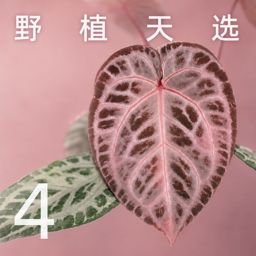 纵野稀有室内绿植盆栽