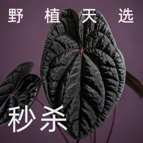 纵野 花烛蔓绿绒 天南星科 室内热带观叶植物 秒杀