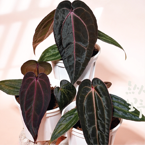 纵野 / 黑森林花烛【黑帅杂红水晶x黑凤凰】 室内热带观叶植物