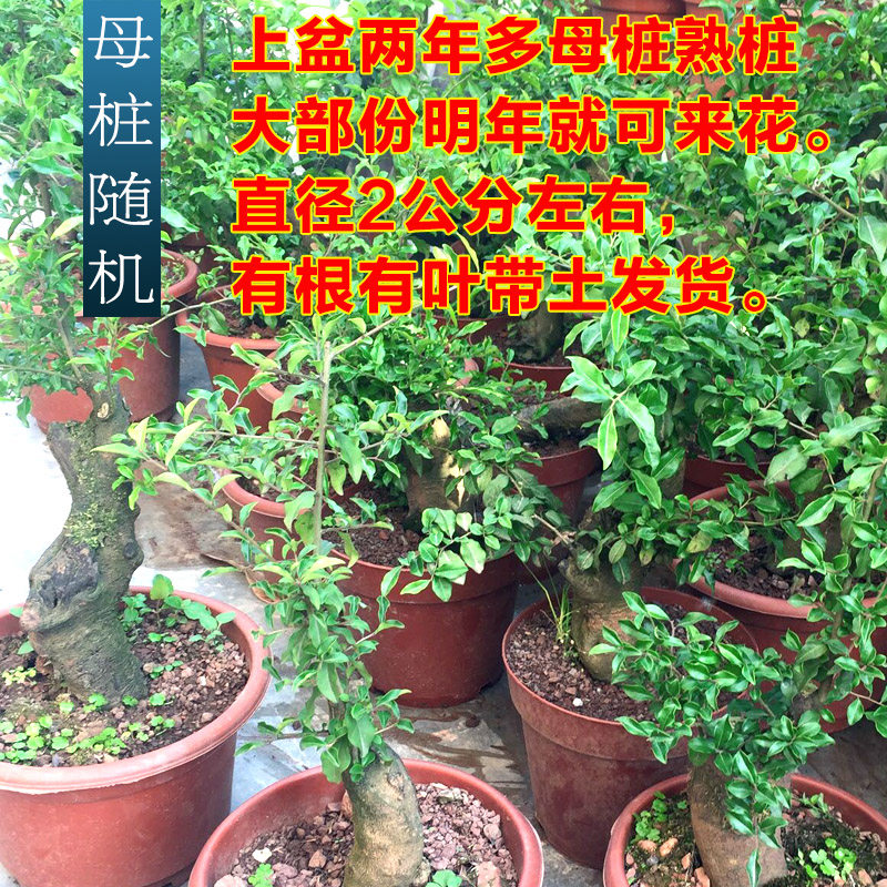 熟桩金弹子赏果室内室外庭院