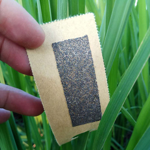 螟黄赤眼蜂玉米螟稻螟赤眼蜂放蜂球抛卵球卵卡3000头卵