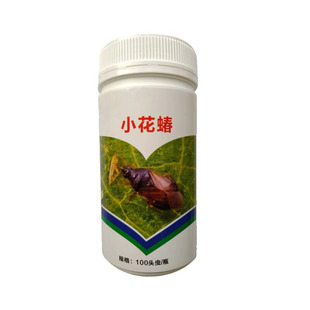 防治各种蓟马东亚小花蝽活体预防粉虱蚜虫天敌草莓蔬菜菜园花卉