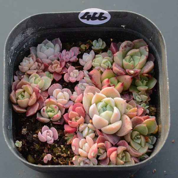 网友分享在meiguo.com的图片