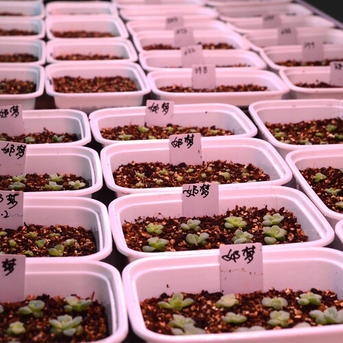 多肉植物播种土700ml品氏蛭石满