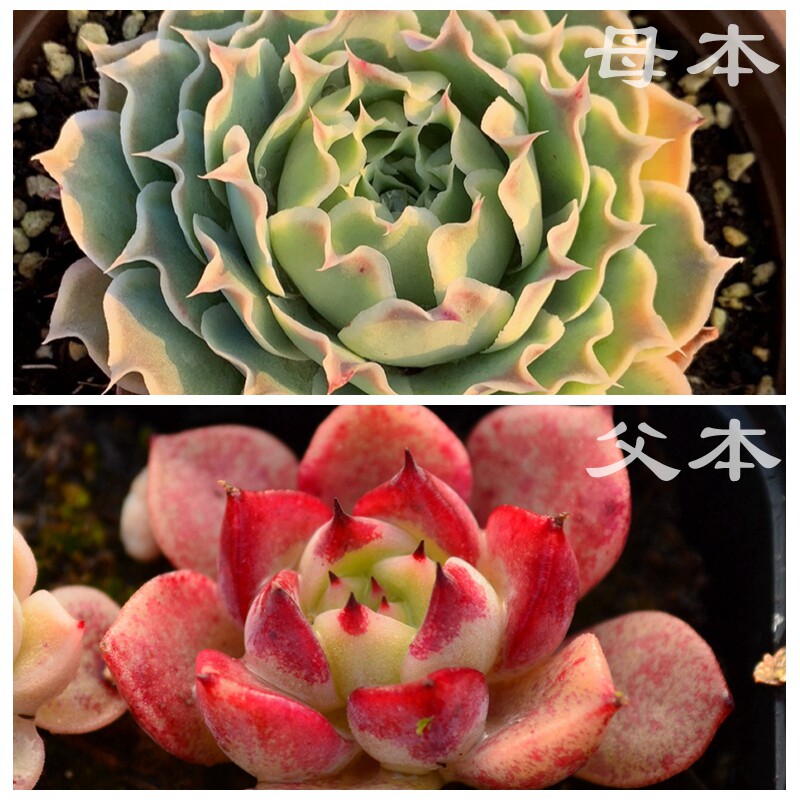 多肉植物种子 皱叶月影x(东云杂沙罗姬)种子10粒 满38包邮