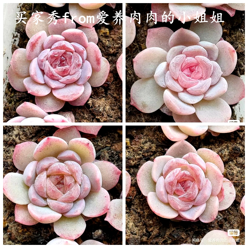 多肉植物种子 纯爱10粒 需优选 播种温度15-25度 满38包邮