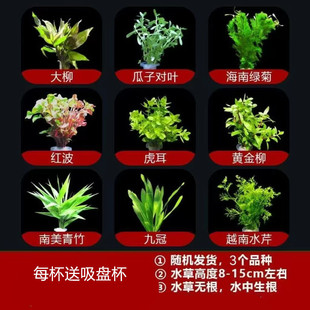 鱼缸懒人水草植物造景水族箱后景增氧真草净化生态水质套餐阴性草