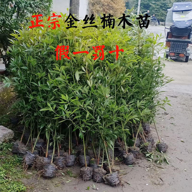 名贵树苗正宗四川金丝楠木树苗庭院常绿带土发货易成活 1号