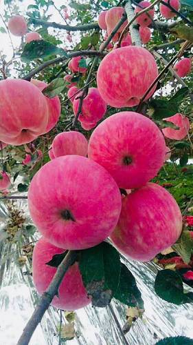 陕北延安志丹苹果10斤包邮新鲜水果香甜可口红富士（25年新果）