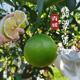 爆汁台湾青皮葡萄柚青媛柚甜蜜柚水果柚子台湾纯新鲜青媛葡萄青柚