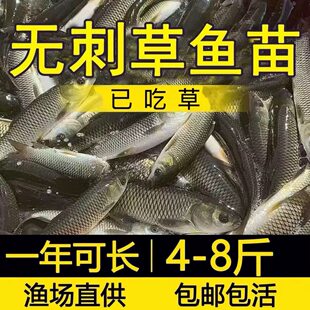无刺大草鱼鱼苗淡水养殖食用皖鱼特大规格半斤脆肉活体20厘米